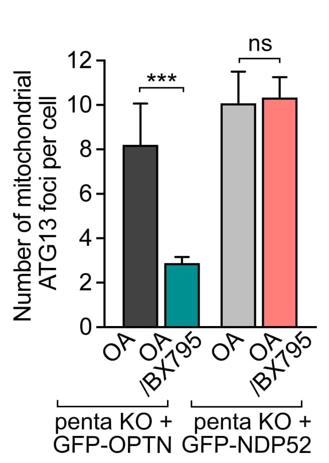 Open access visualization of Bar Plot, Error Bars, Mitochondrial ATG13 foci, Quantification, One-way ANOVA