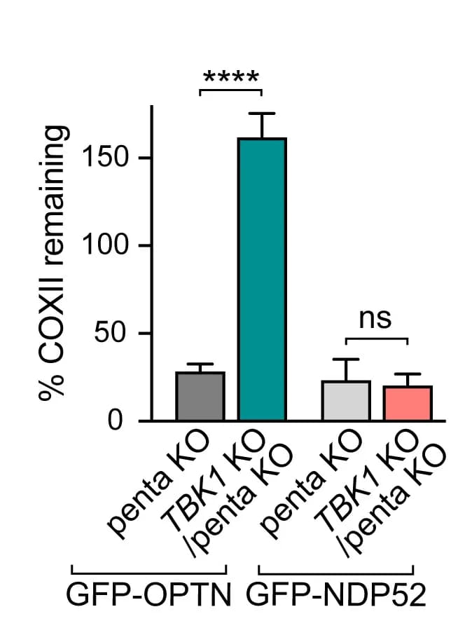 Open access visualization of Bar Plot, Error Bars, COXII levels, Quantification, One-way ANOVA