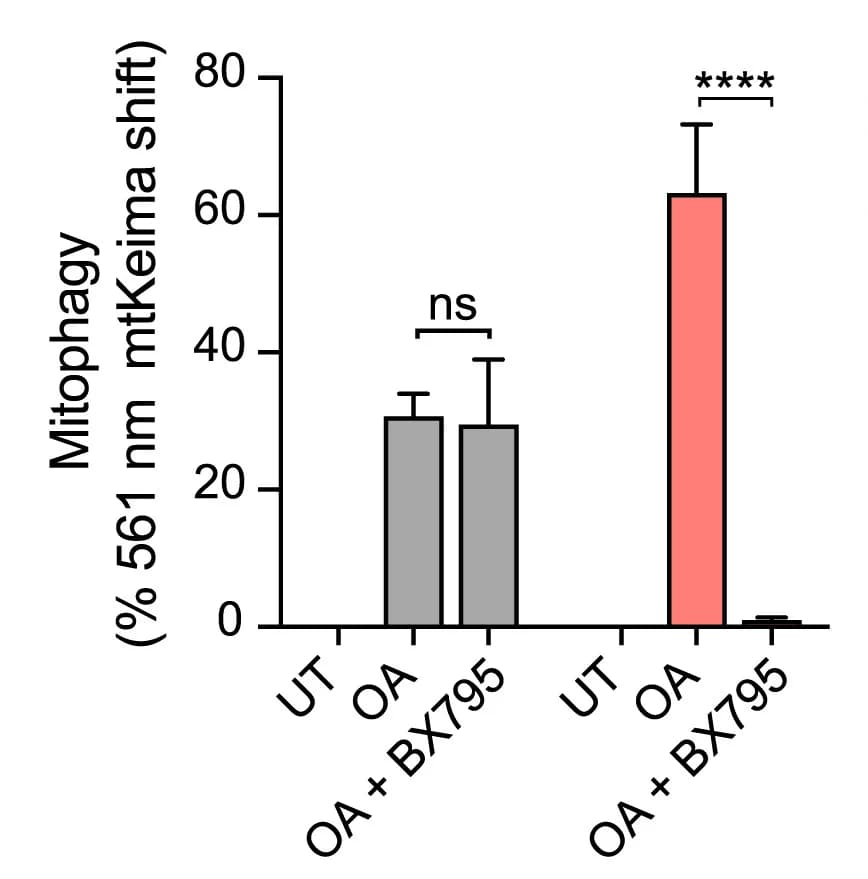 Open access visualization of Bar Plot, Error Bars, Penta KO Cells, ULK1/2DKO/Penta KO Cells, BFP-Parkin