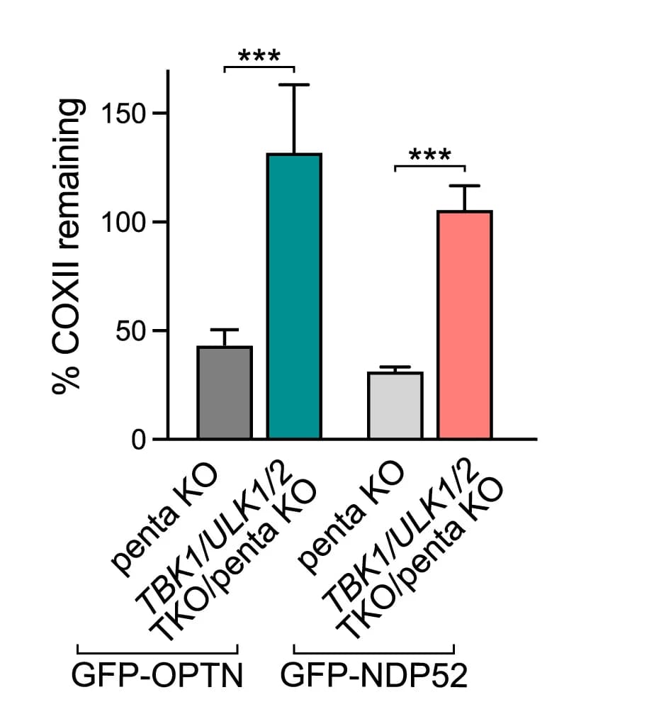 Open access visualization of Bar Plot, Error Bars, Penta KO Cells, TBK1/ULK1/2TKO/Penta KO Cells, BFP-Parkin