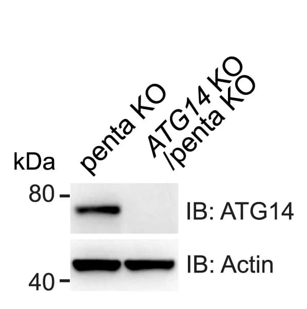 Open access visualization of Gel, Immunoblotting, ATG14KO, Penta KO
