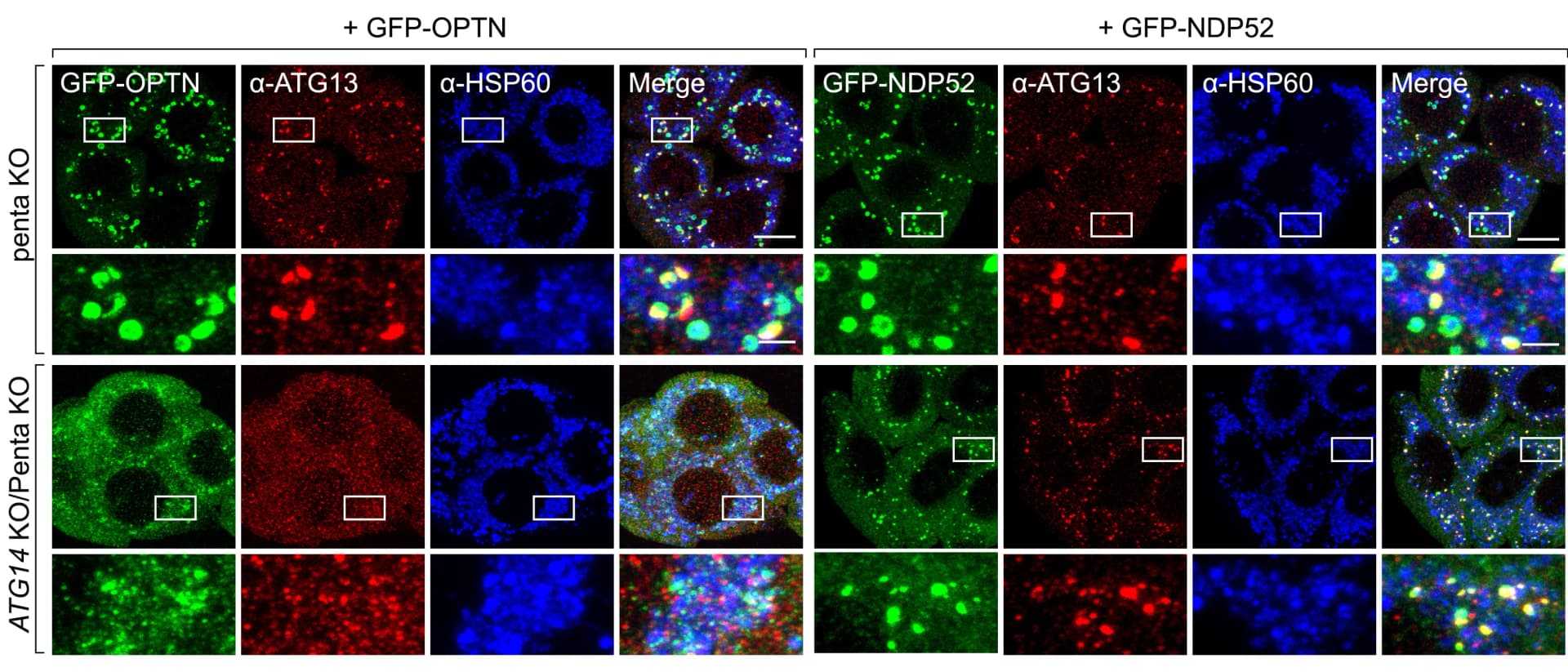 Open access visualization of Microscopy, Immunostaining, Penta KO, ATG14KO, BFP-Parkin