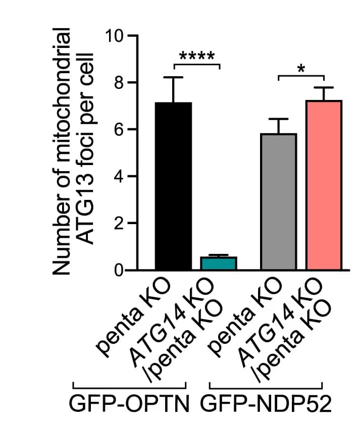 Open access visualization of Bar Plot, Error Bars, Clustered, Mitochondrial ATG13 foci, Penta KO
