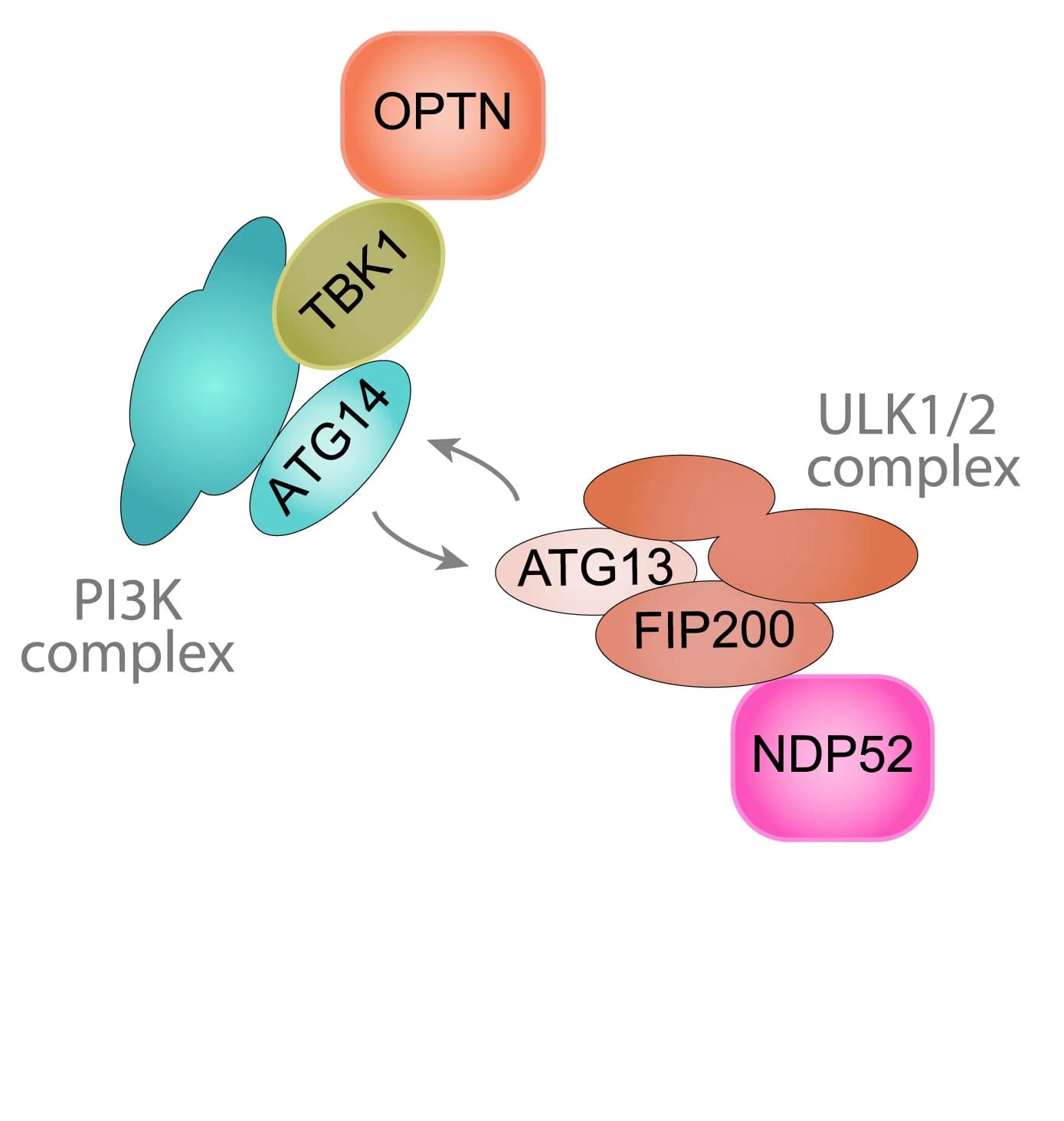Open access visualization of Workflow, Illustration, Mitophagy, OPTN, NDP52