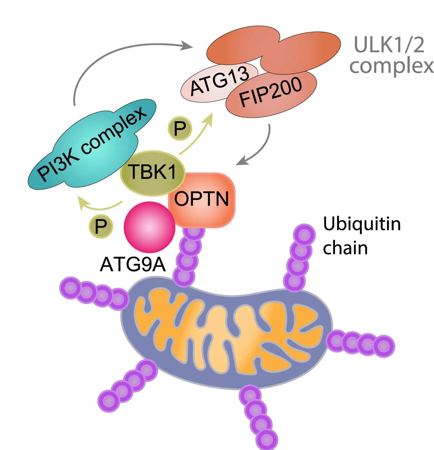 Open access visualization of Workflow, Illustration, Mitophagy, OPTN, ATG9A