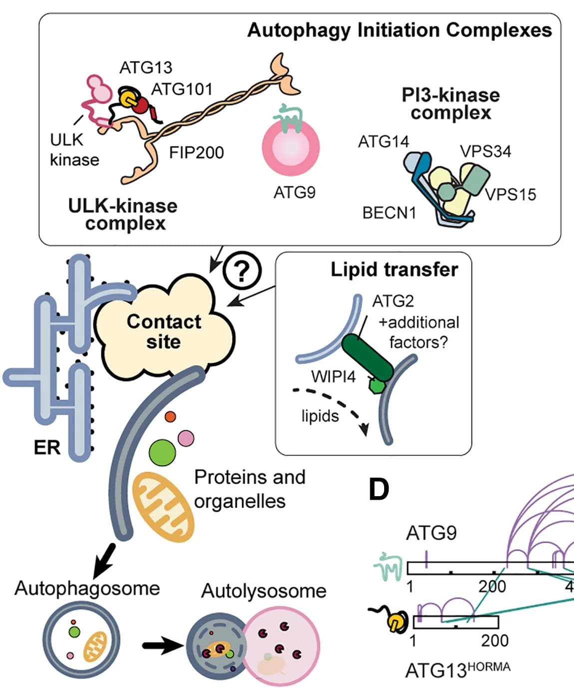 Open access visualization of Illustration, Workflow, Autophagy, ER Contact Site, Autophagosome