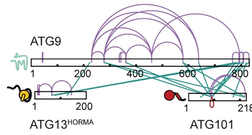 Open access visualization of Pathway, Crosslinking, Mass Spectrometry, ATG9, ATG13