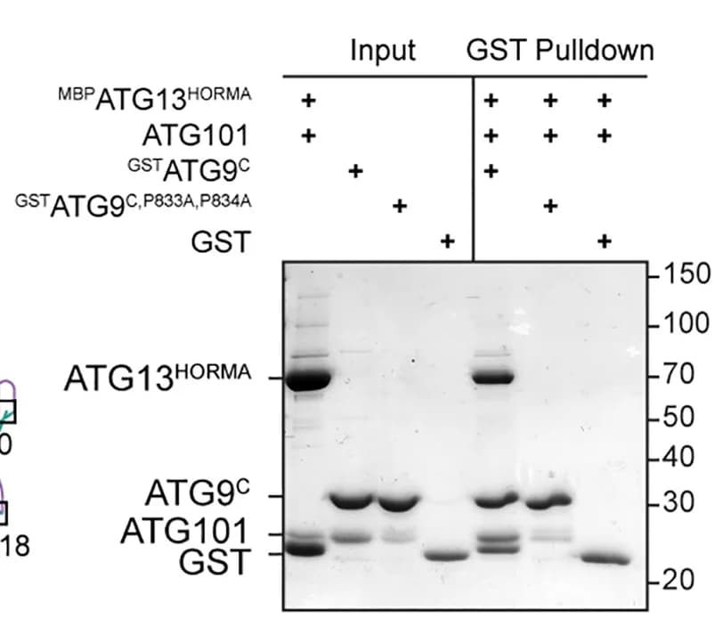Open access visualization of Gel, ATG13, ATG101, ATG9C, Point Mutants