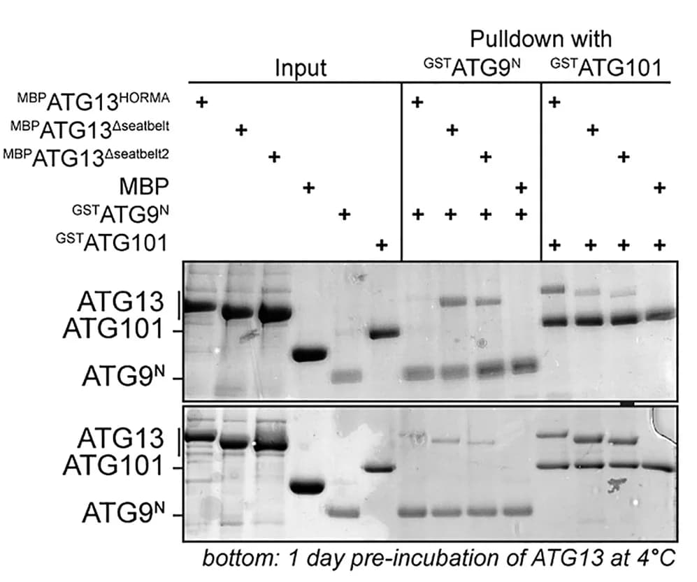 Open access visualization of Gel, ATG13 conformers, ATG9N, ATG101, ATG13WT