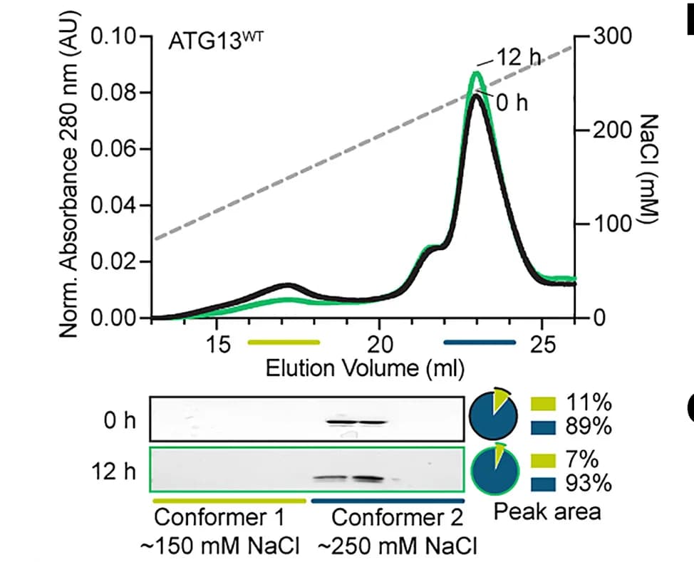 Open access visualization of Line Plot, Gel, Pie Chart, Anion-exchange chromatography, ATG13 conformers