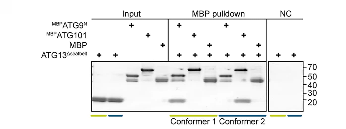 Open access visualization of Gel, ATG13 conformers, Interaction potential, Pull-down experiment, ATG13Δseatbelt