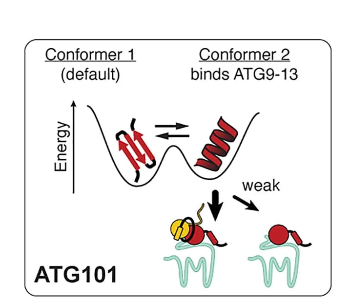 Open access visualization of Illustration, ATG13, ATG101, Conformers, Interaction spectrum