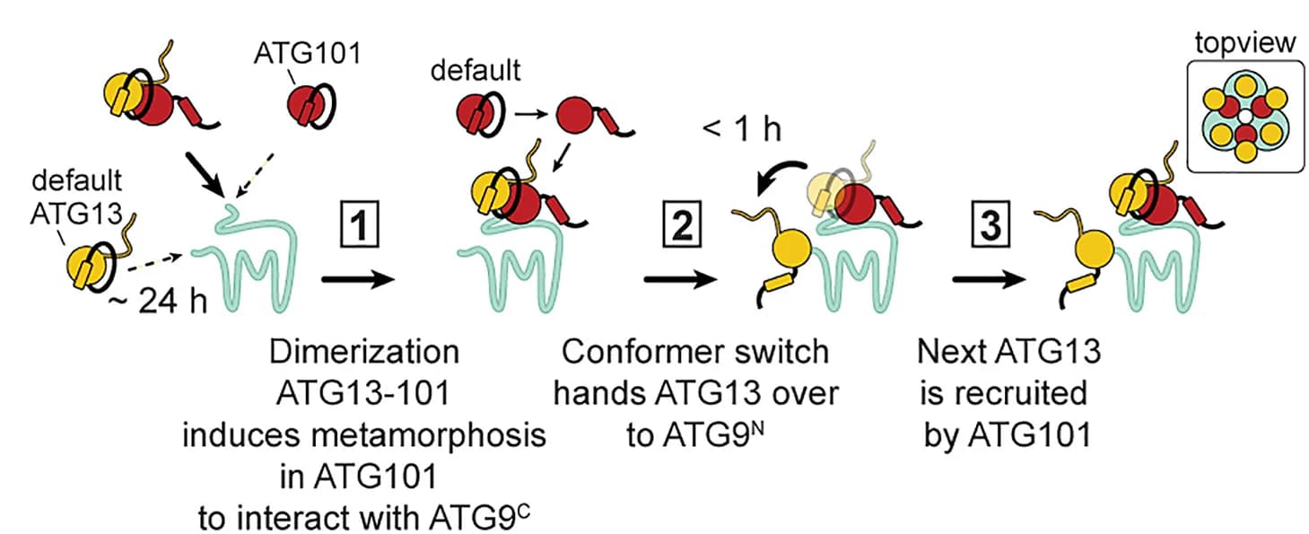 Open access visualization of Workflow, Illustration, ATG9-13-101 complex, Assembly model