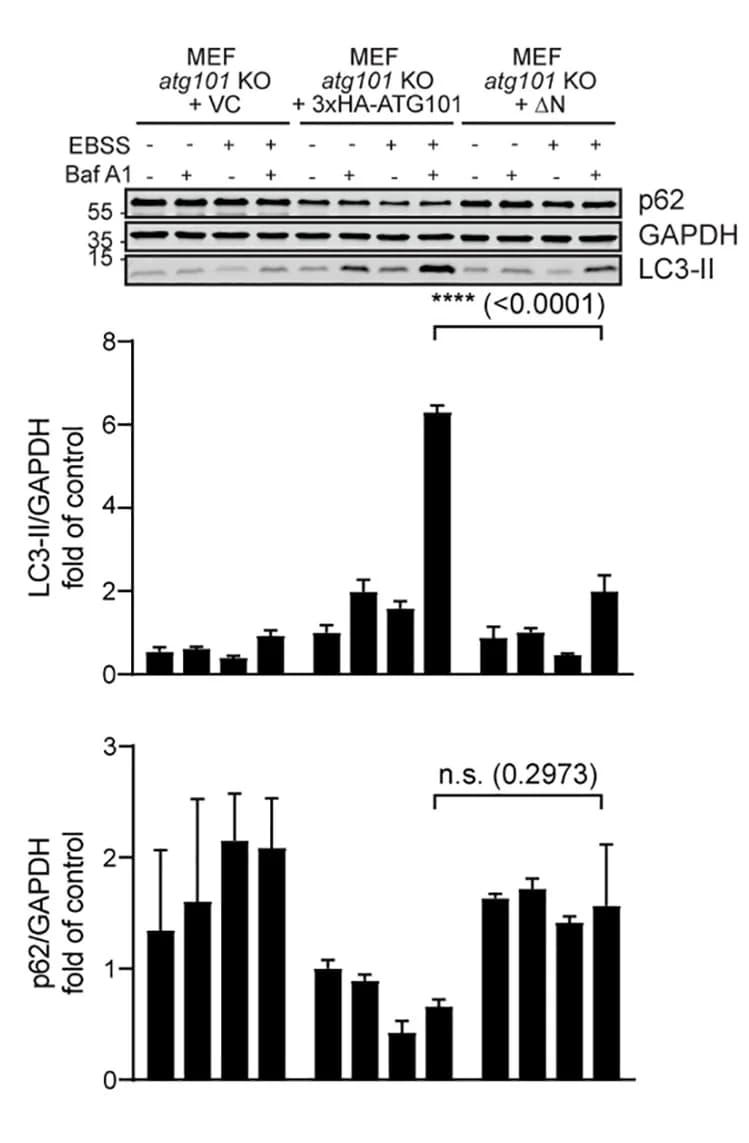 Open access visualization of Bar Plot, Error Bars, Gel, ATG13, ATG101