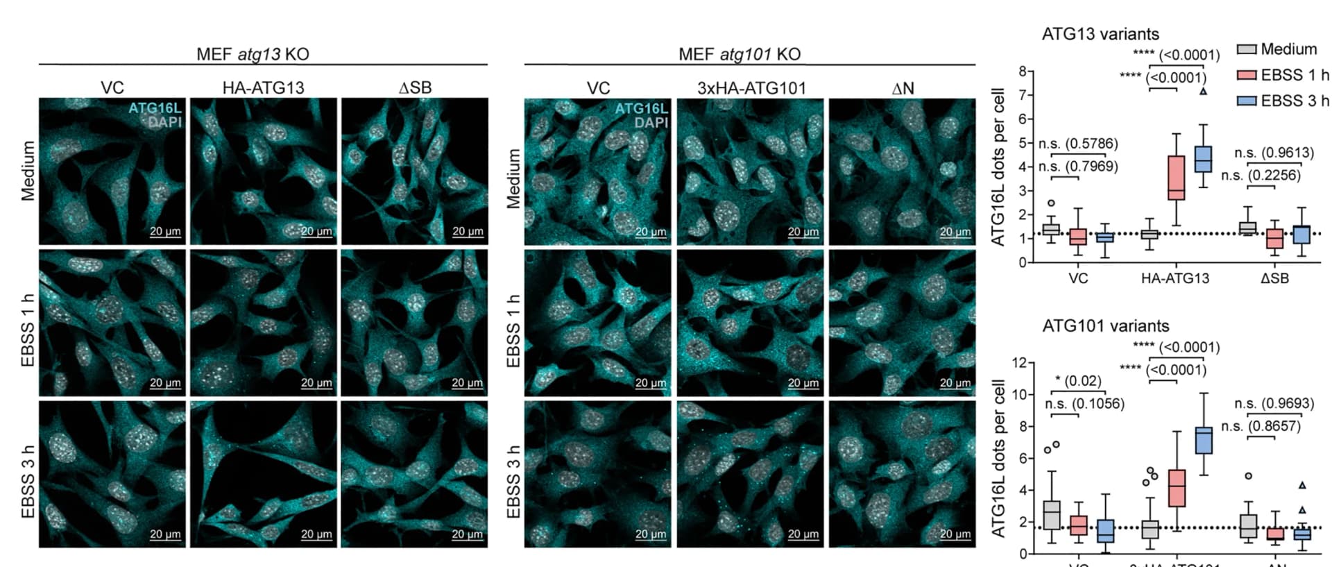 Open access visualization of Microscopy, Box Plot, Glass Cover Slips, Growth Medium, Starvation Medium