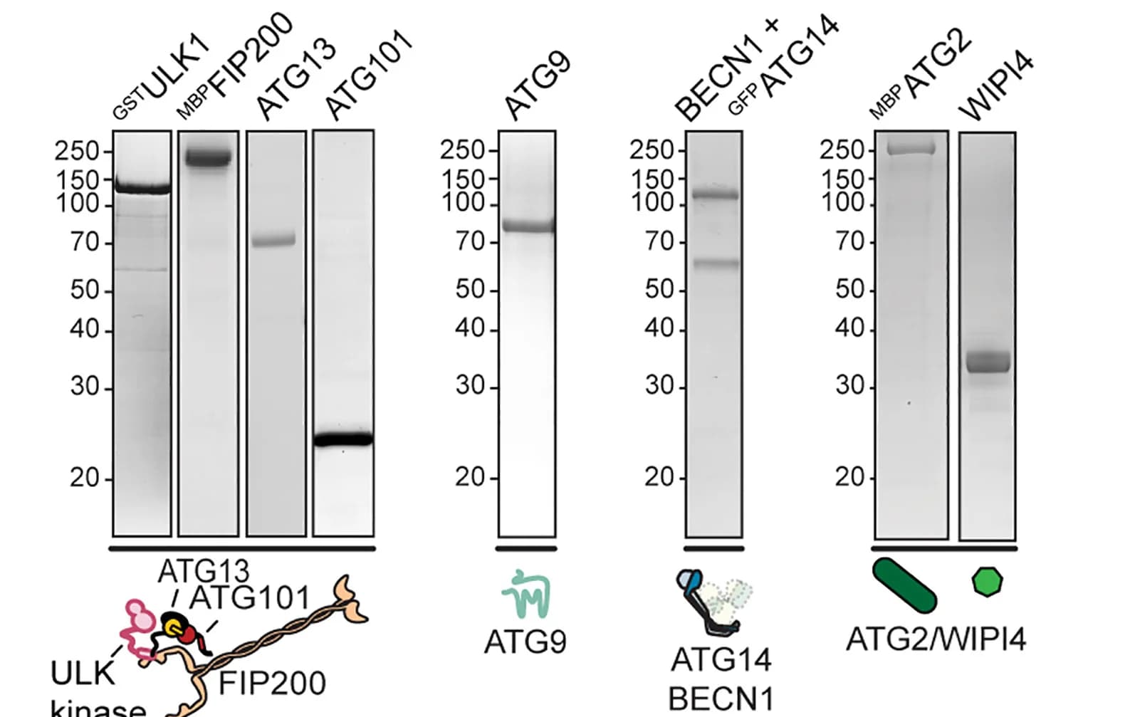 Open access visualization of Gel, Illustration, SDS-PAGE, Recombinant Proteins