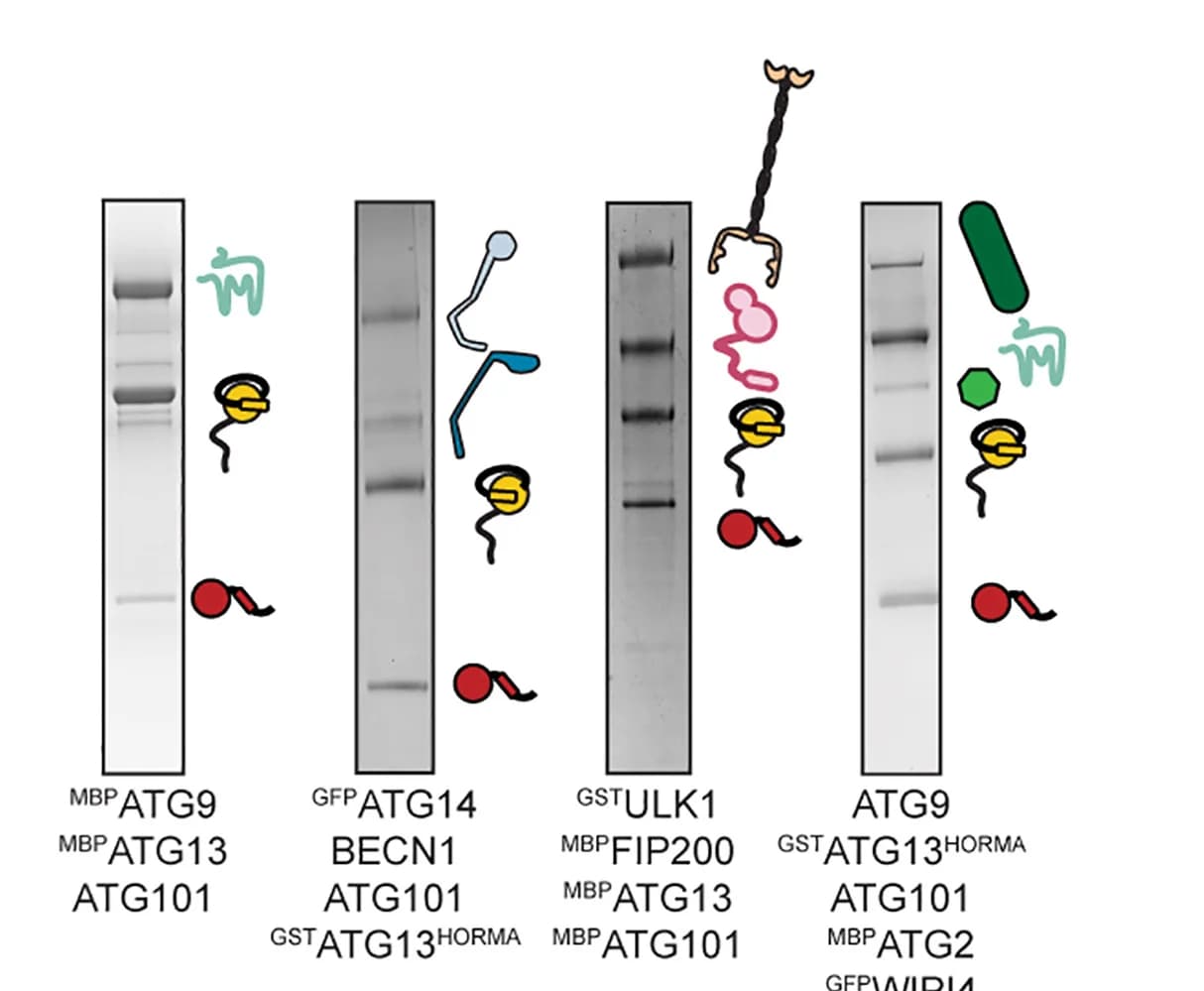 Open access visualization of Gel, ATG13-101 Complexes, ATG9-13-101 Complex, ULK1-kinase Complex, PI3-kinase Complex