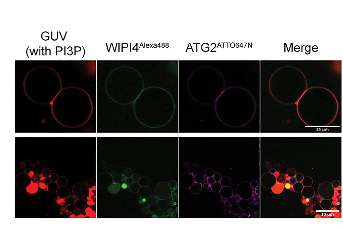 Open access visualization of Microscopy, WIPI4, ATG2, GUVs, Membrane-Contact Site