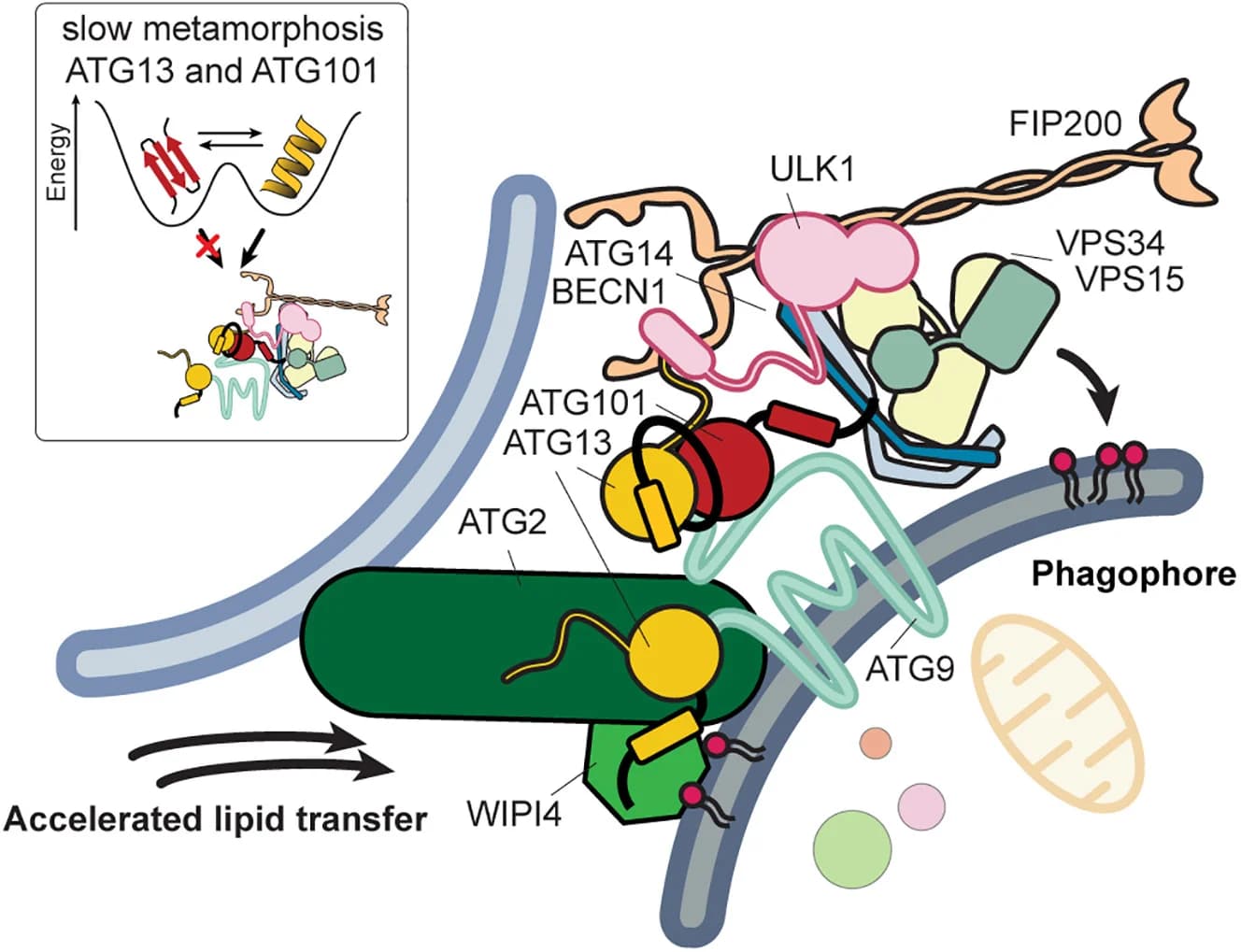 Open access visualization of Illustration, Workflow, ATG9-13-101 Complex, Vesicle Tethering, Lipid Transfer