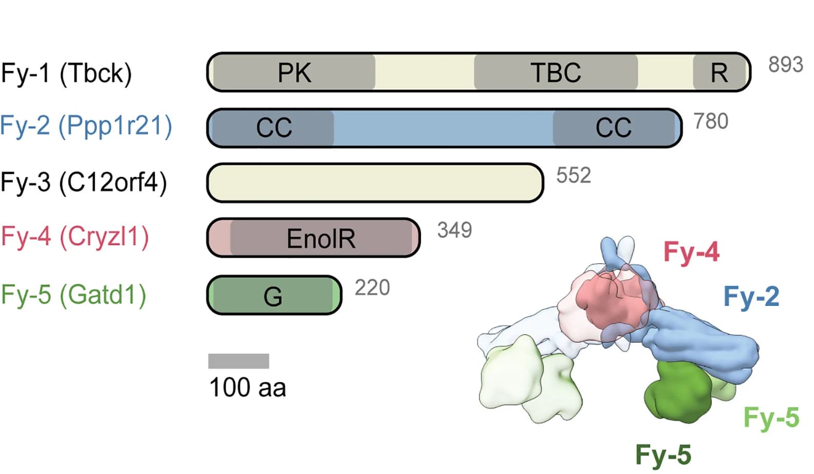 Open access visualization of Illustration, Protein Structure, Domain Architecture, FERRY Complex, Pseudokinase