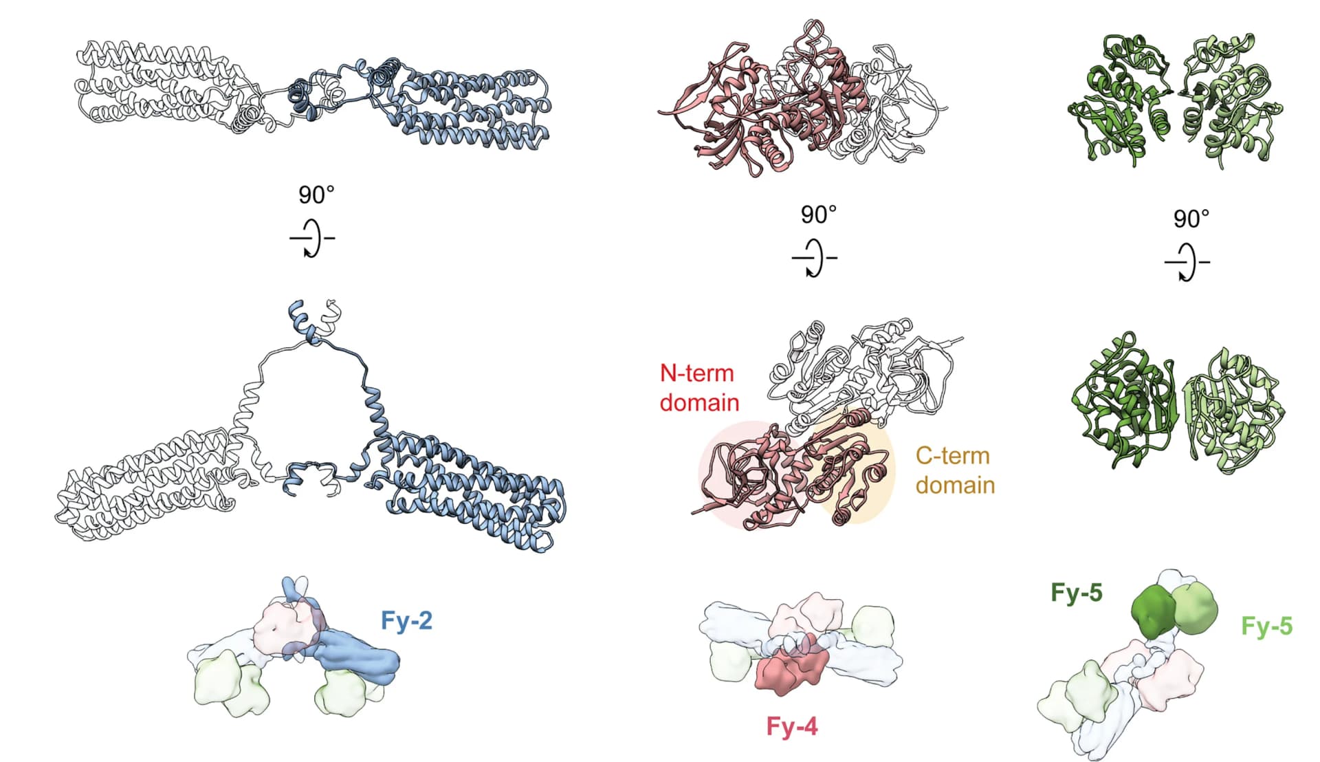 Open access visualization of Protein Structure, Subunits, FERRY Core, Fy-2, Fy-4