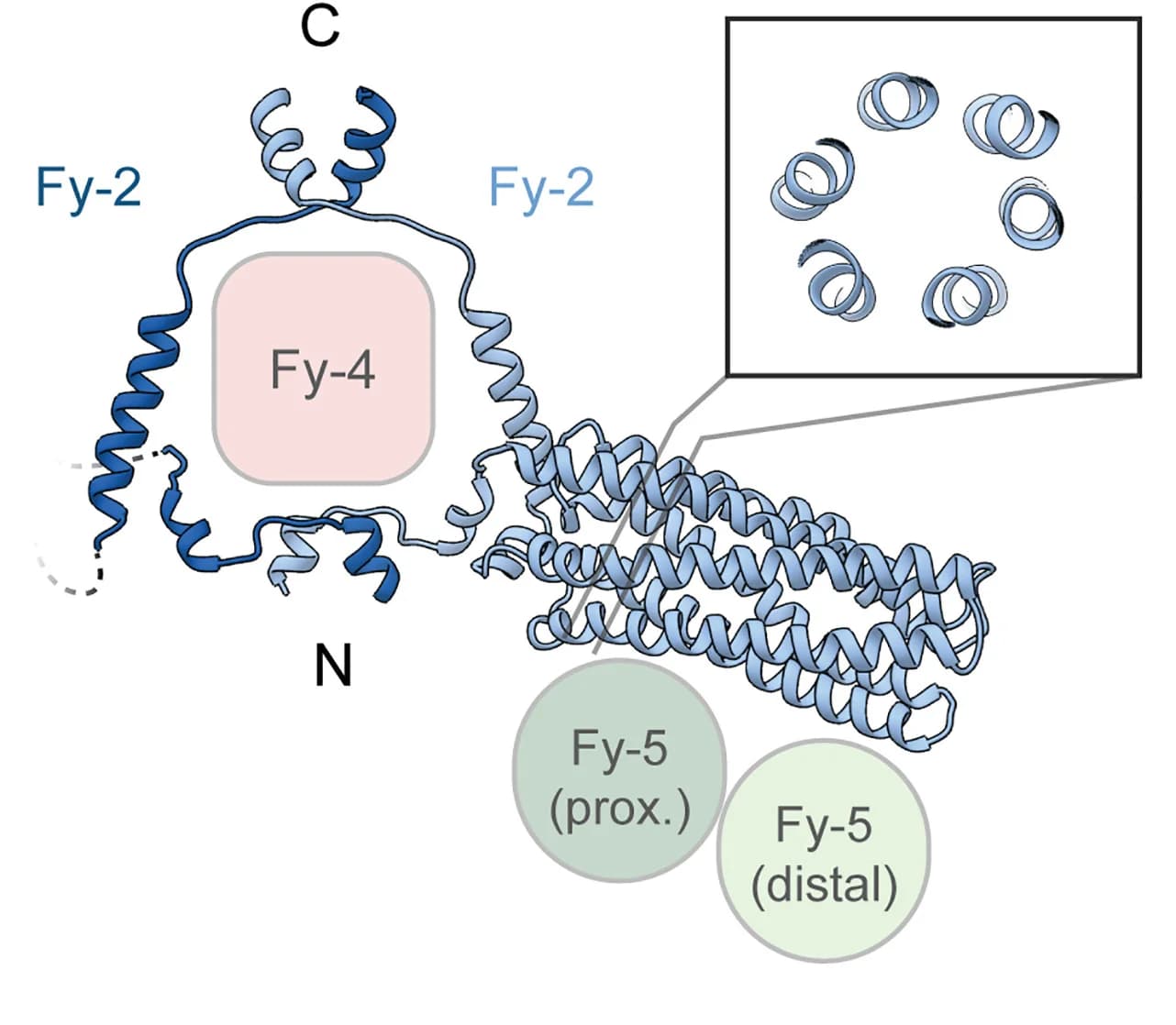 Open access visualization of Protein Structure, Fy-2, Dimerization, Coiled-coil, Fy-5