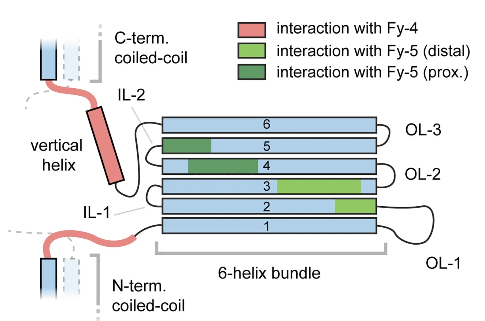 Open access visualization of Illustration, Topology diagram, Domain organization, Fy-2