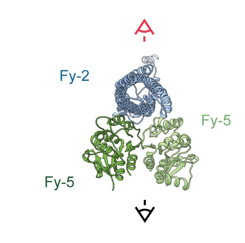 Open access visualization of Protein Structure, Fy-5, Dimer, 6-helix bundle domain, Fy-2