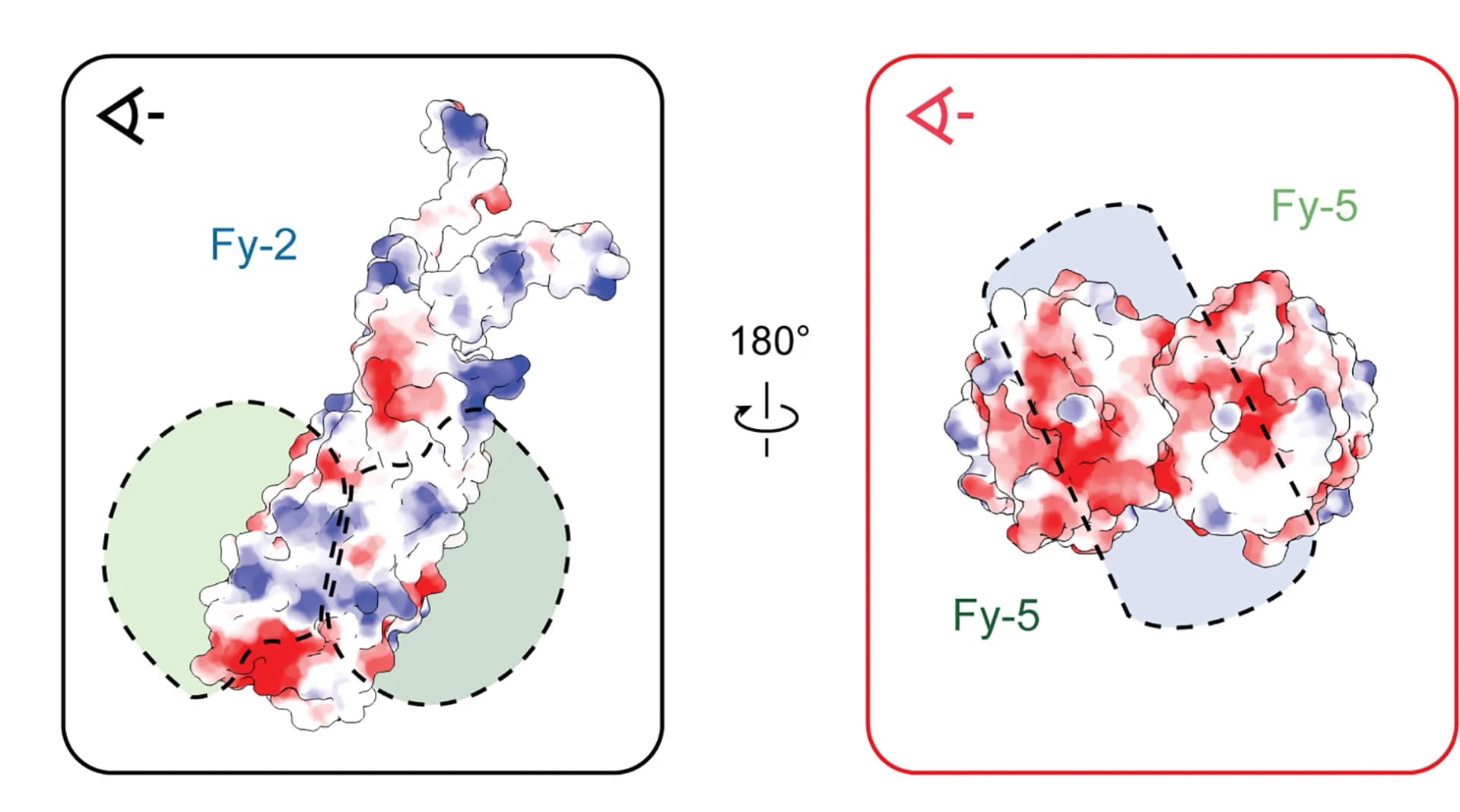 Open access visualization of Protein Structure, Fy-2, Fy-5, Interface, Electrostatic Coulomb potential