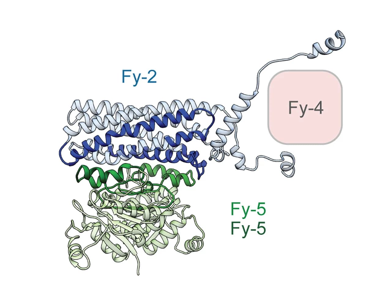 Open access visualization of Protein Structure, Chemical Structure, Fy-2, Fy-5, HDX-MS