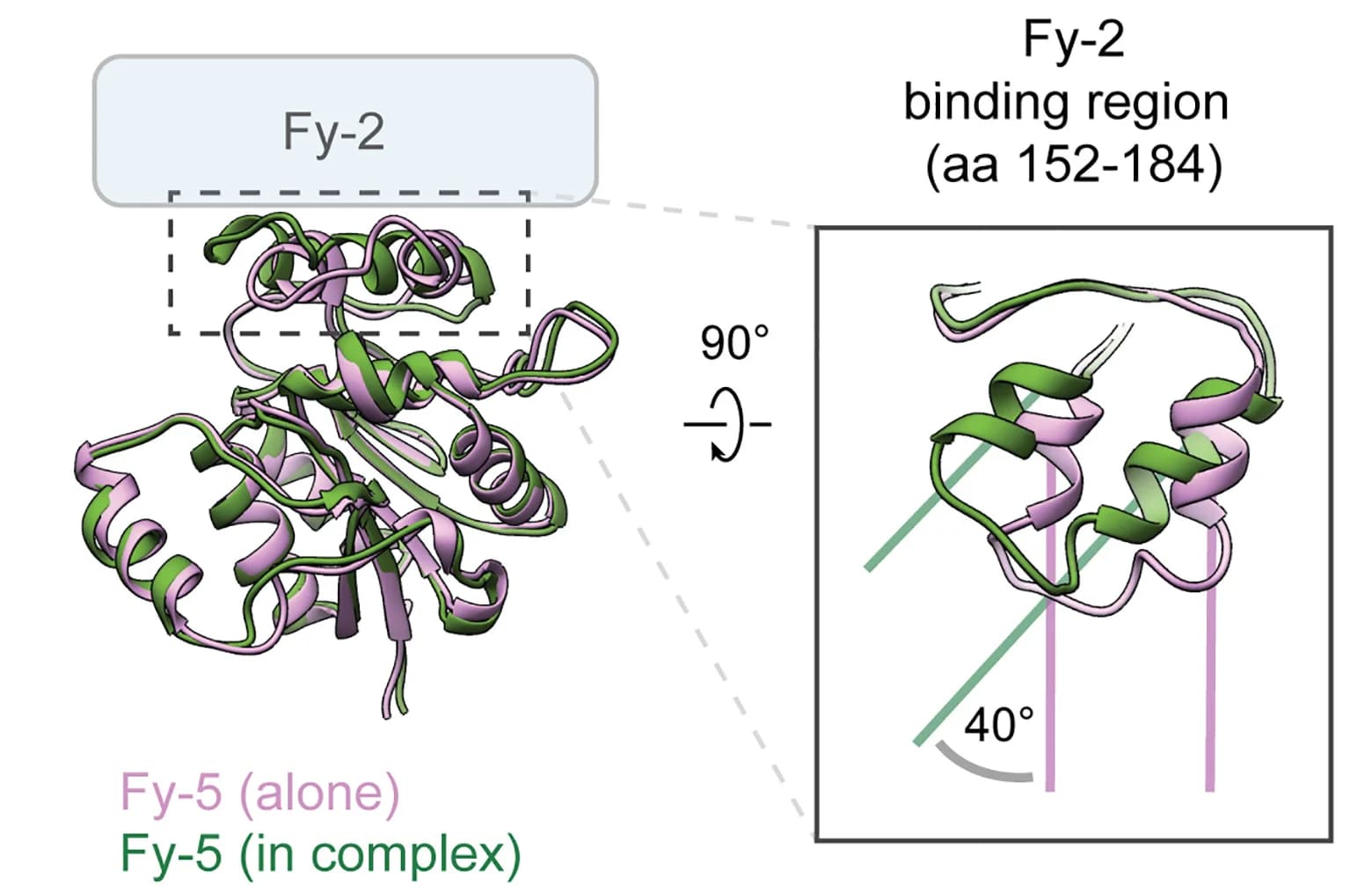 Open access visualization of Protein Structure, Crystal structure, Fy-5, FERRY complex, Fy-2