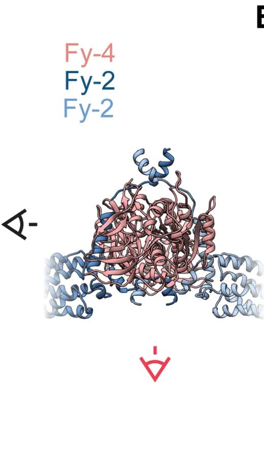 Open access visualization of Protein Structure, Protein interaction, Coiled-coil, Dimerization