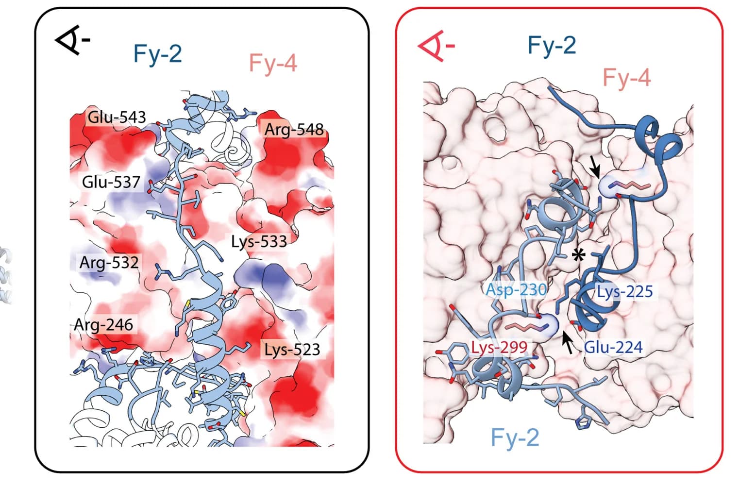 Open access visualization of Protein Structure, Chemical Structure, Protein interaction, Electrostatic surface, Residues