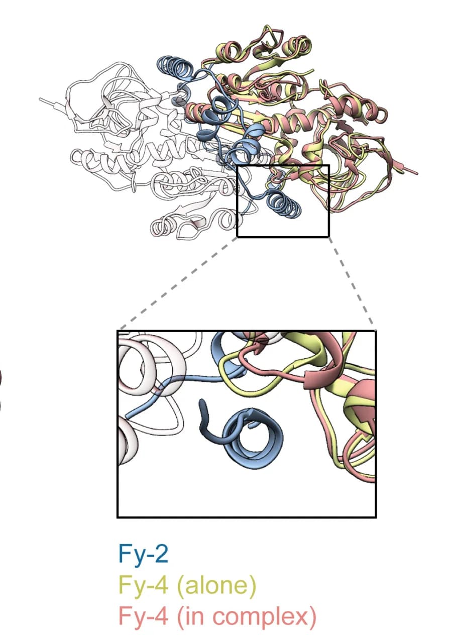 Open access visualization of Protein Structure, X-ray structure, Protein complex, Binding cleft, Vertical helix