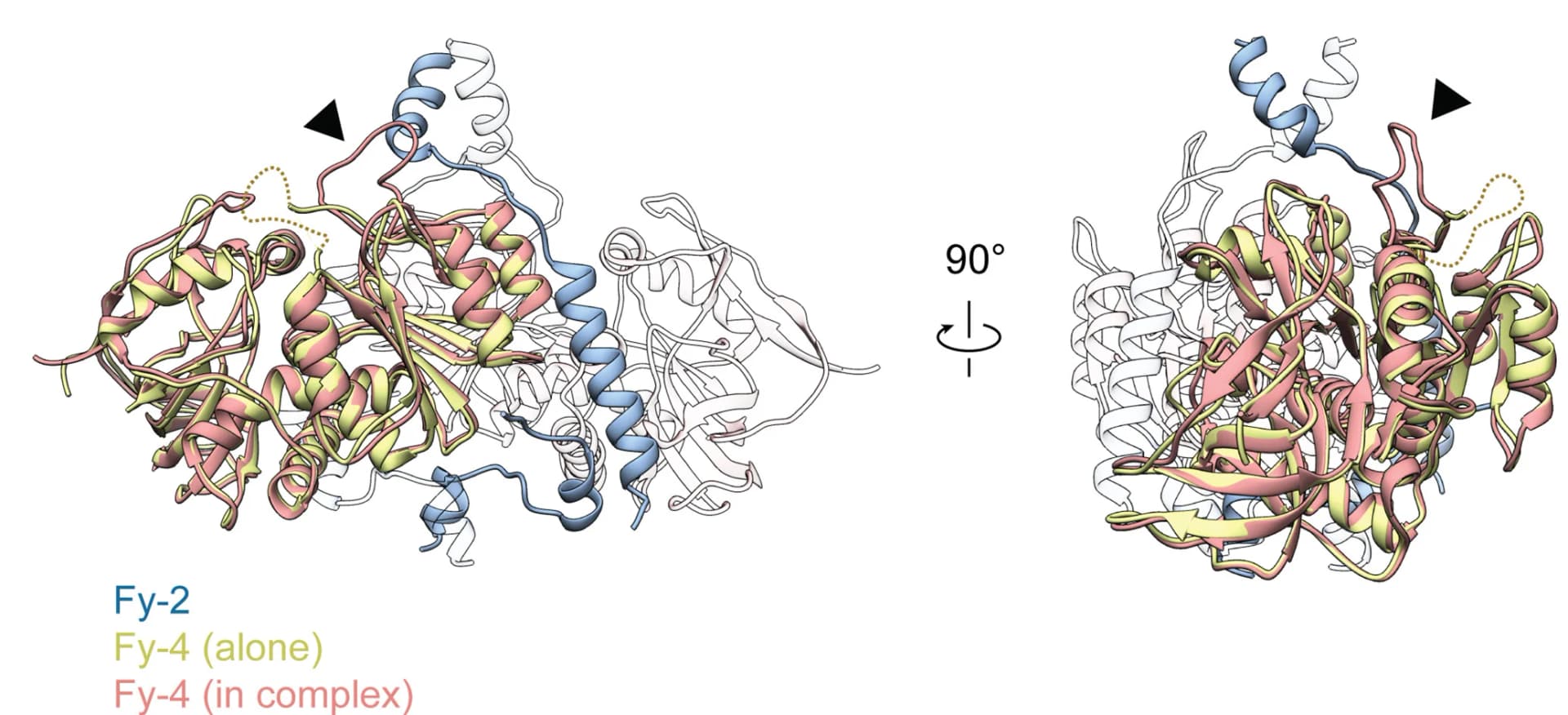 Open access visualization of Protein Structure, Crystal structure, Protein complex, Loop region, Protein interaction