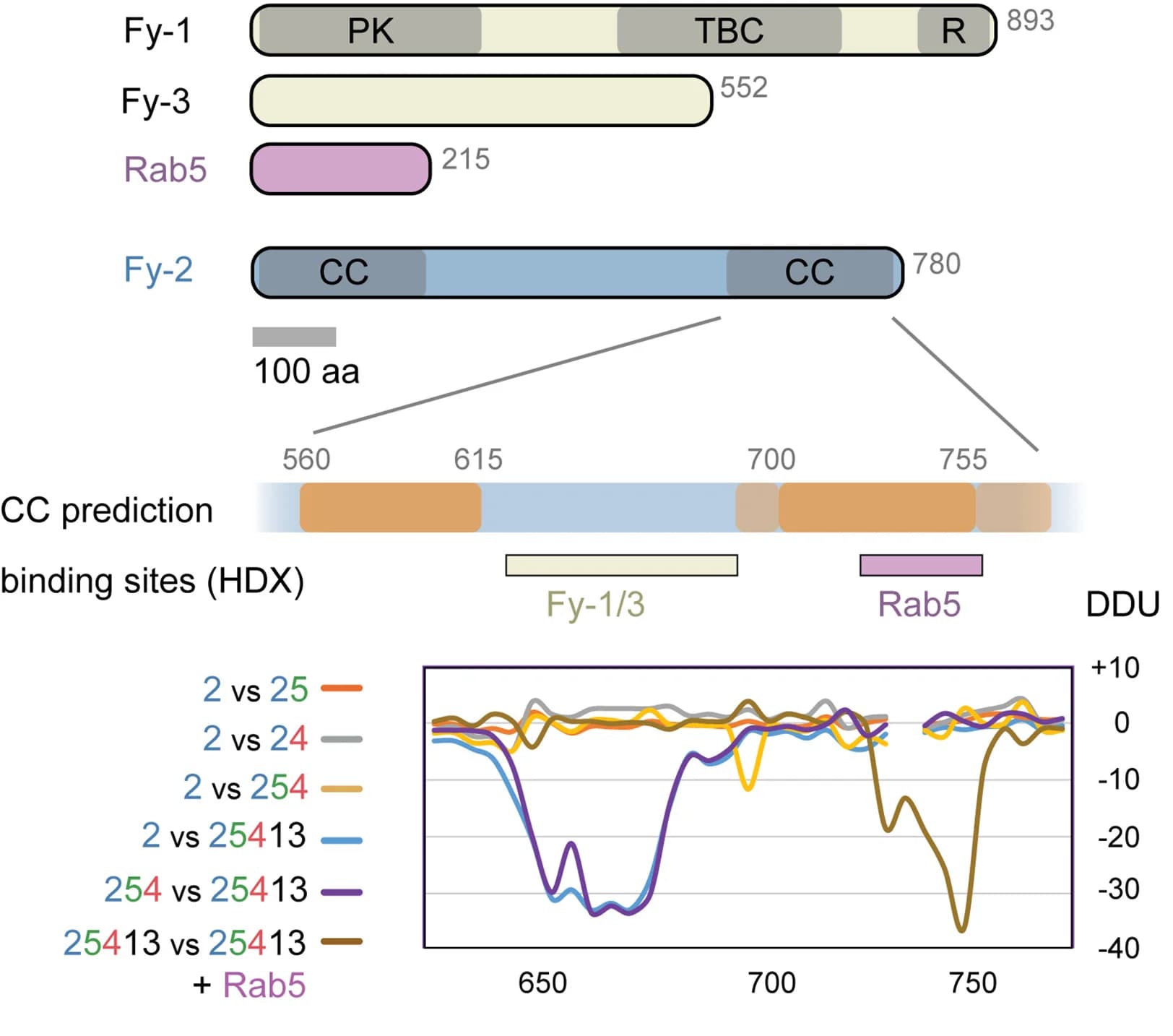 Open access visualization of Line Plot, Illustration, Protein Domain Architecture, Coiled-coil Regions, HDX-MS