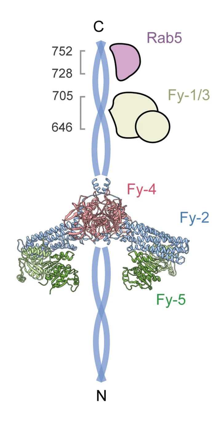 Open access visualization of Protein Structure, Illustration, FERRY Complex, Protein-Protein Interactions, Binding Sites