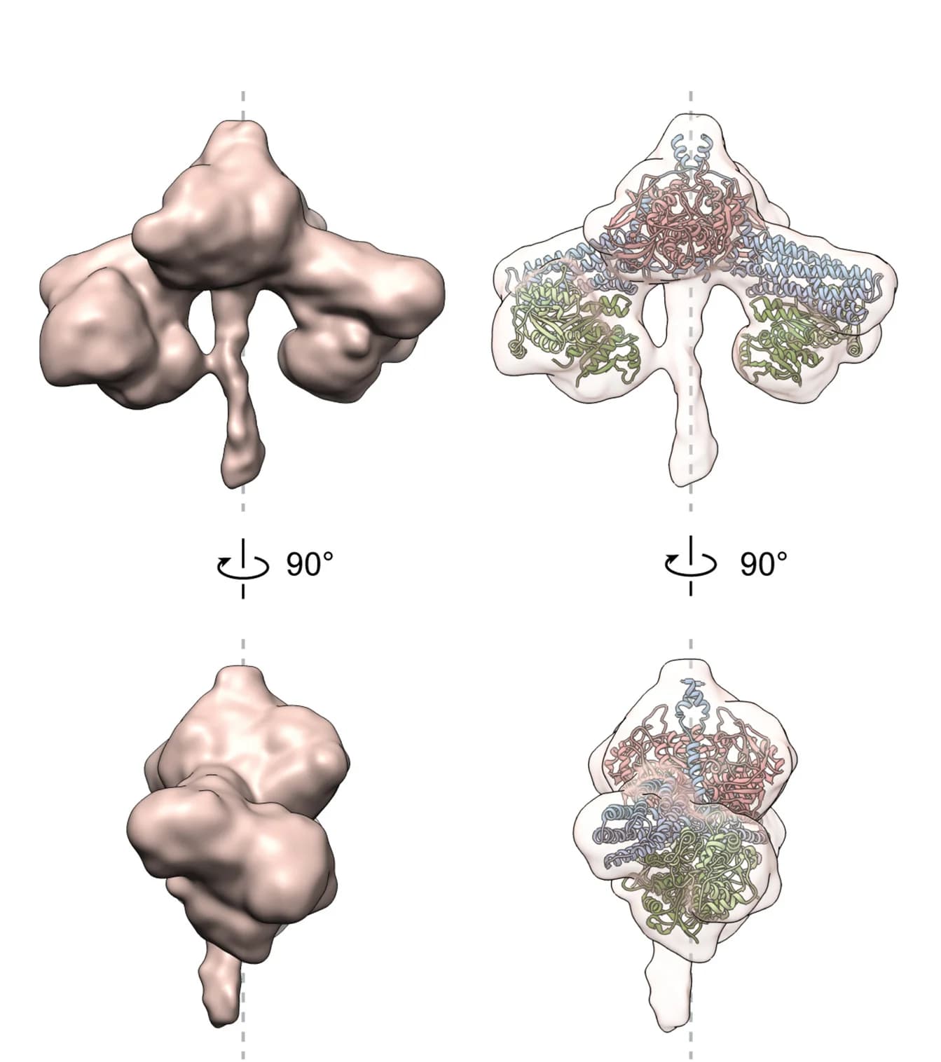 Open access visualization of Protein Structure, 3D Reconstruction, FERRY Complex, Atomic Models, Protein Fitting
