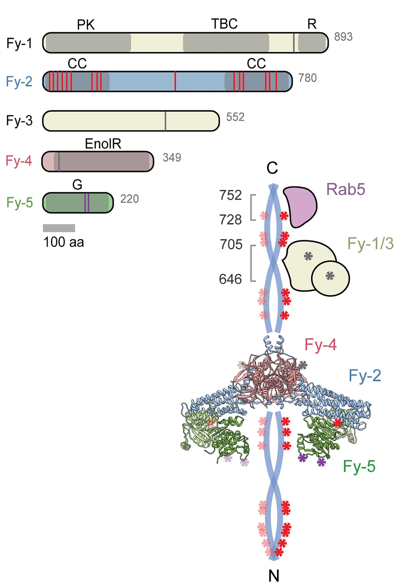 Open access visualization of Illustration, Protein Structure, FERRY, Subunits, UV-crosslinks