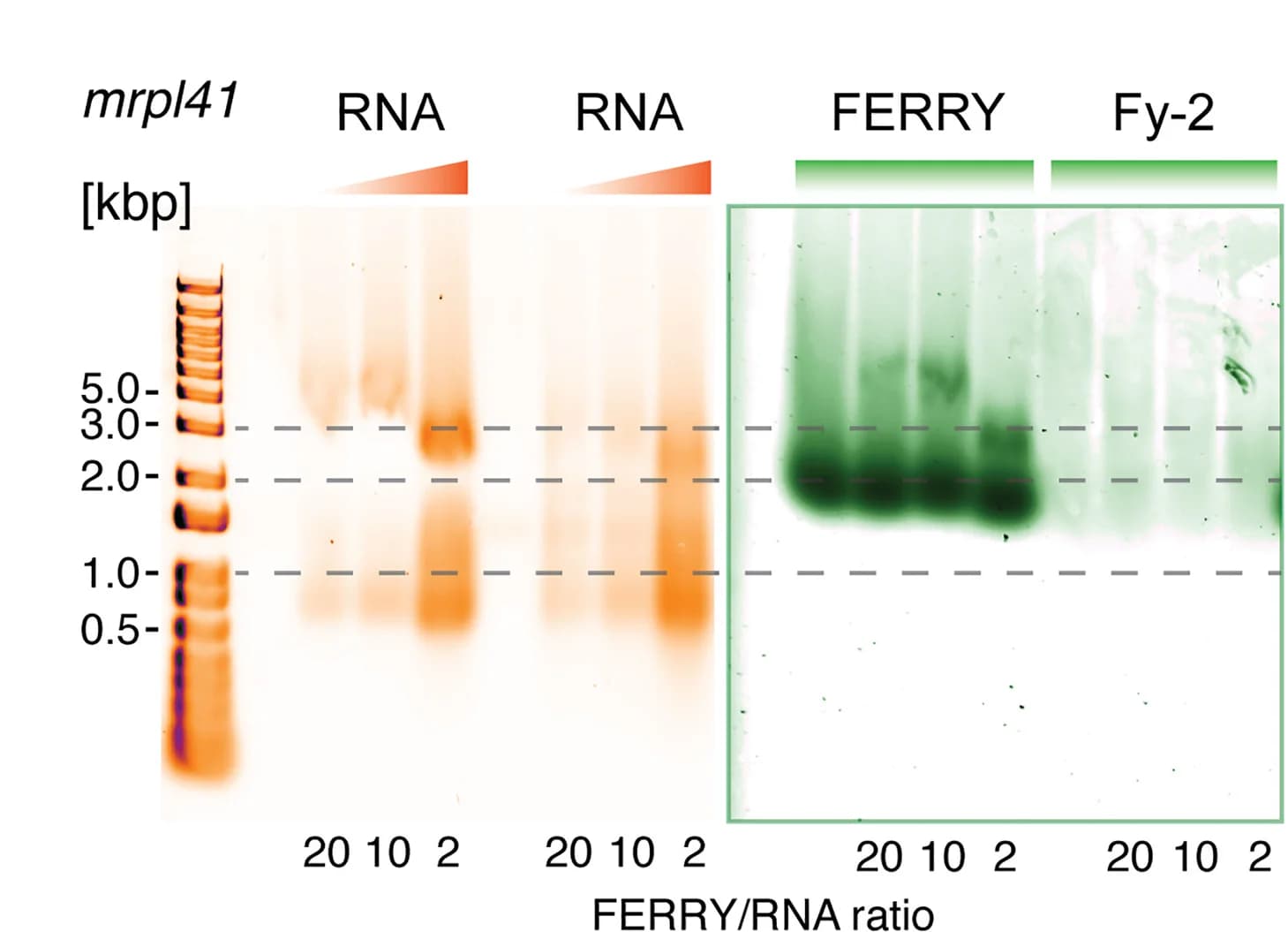 Open access visualization of Gel, EMSAs, FERRY, Fy-2, mrpl41 mRNA
