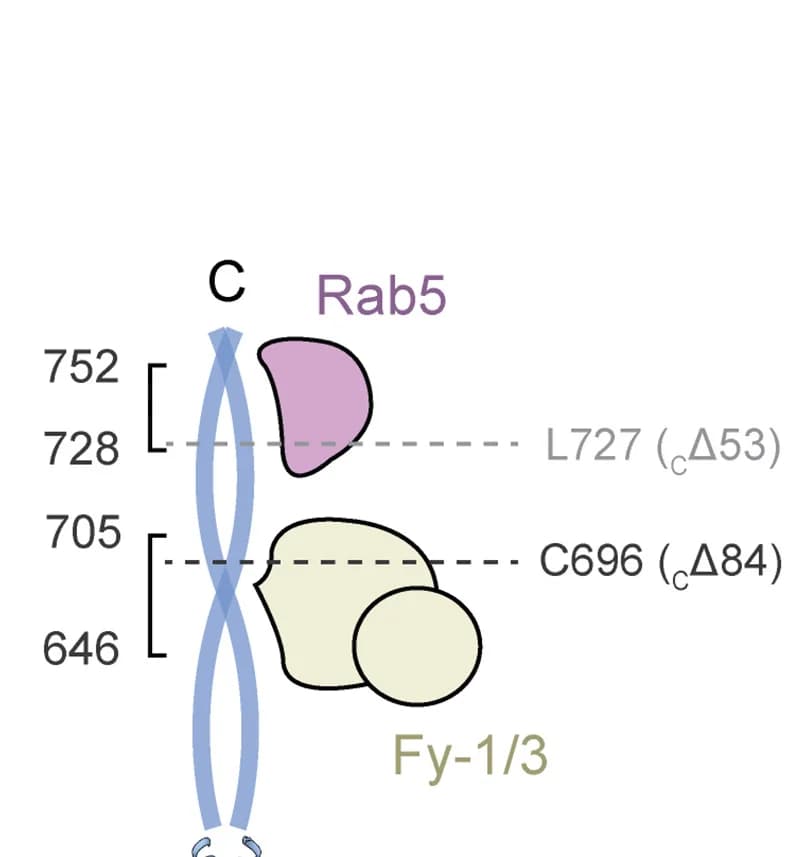 Open access visualization of Illustration, Workflow, FERRY, N-terminal truncation, C-terminal truncation