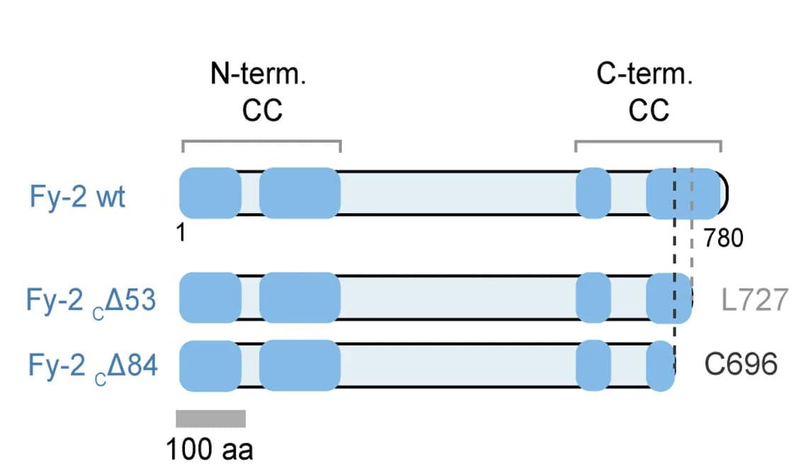 Open access visualization of Illustration, C-terminal truncation, Fy-2, Coiled-coil regions