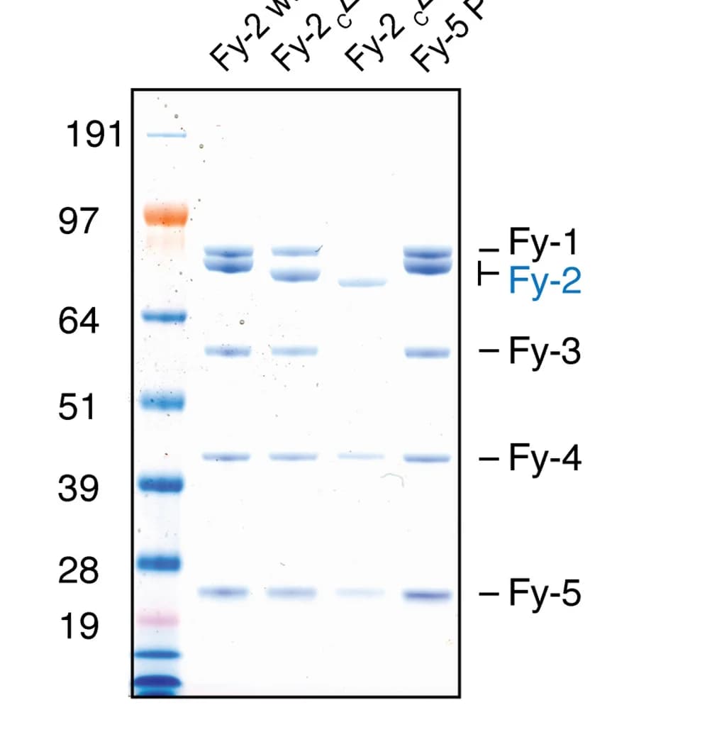 Open access visualization of Gel, SDS-PAGE, FERRY complex, Fy-2 subunit, C-terminal truncation