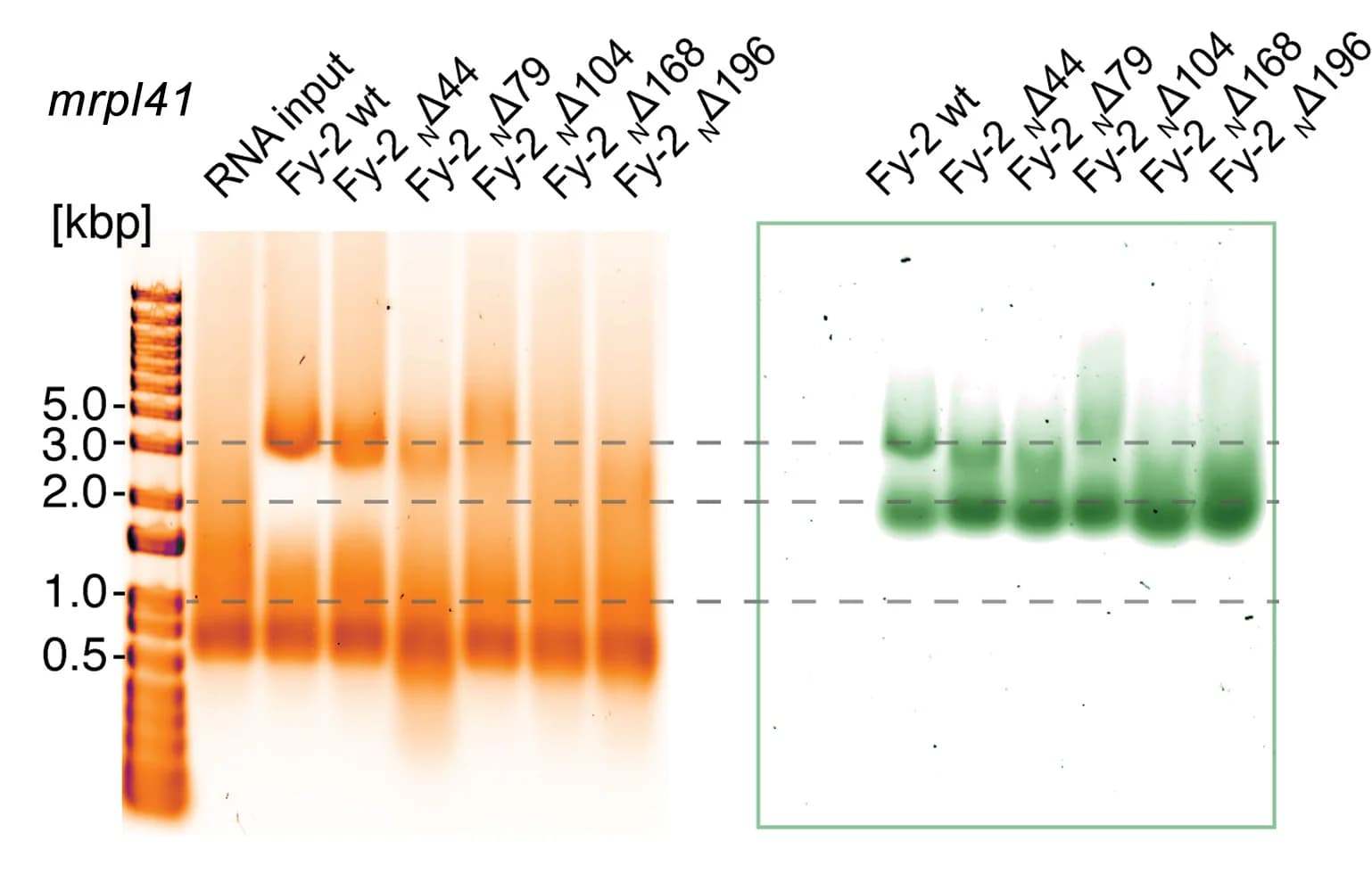Open access visualization of Gel, EMSAs, mrpl41 mRNA, FERRY, Fy-2