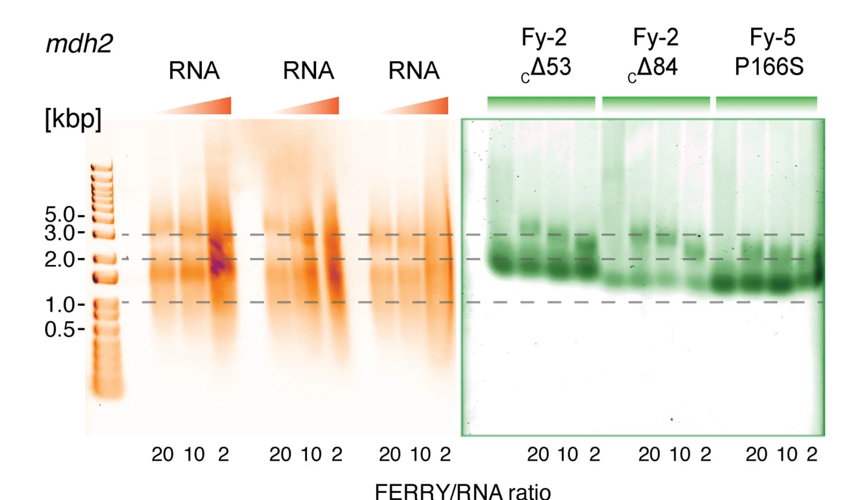 Open access visualization of Gel, EMSAs, mdh2 mRNA, FERRY, Fy-2