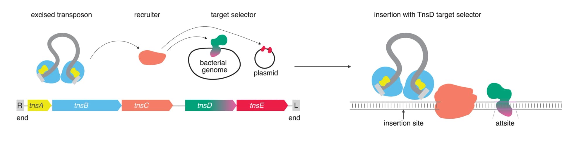 Open access visualization of Workflow, Illustration, Tn7 transposition, TnsB, TnsA