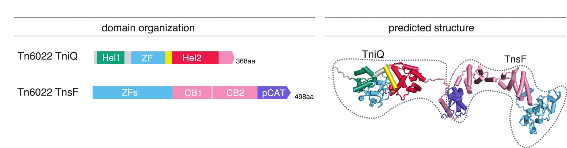 Open access visualization of Protein Structure, TniQ, TnsF, Tn6022, Docking prediction
