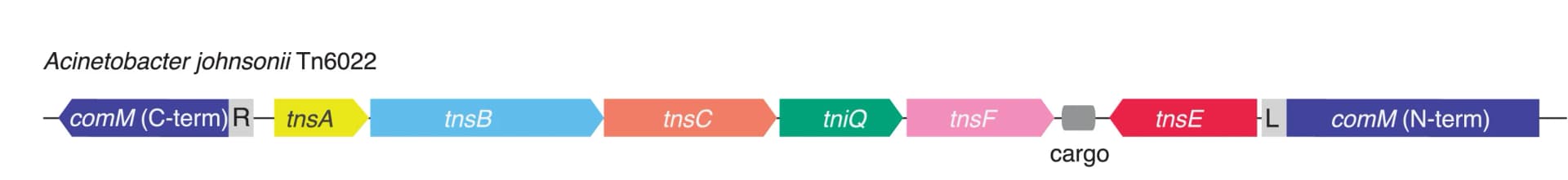 Open access visualization of Illustration, Locus Architecture, Acinetobacter johnsonii, Tn6022