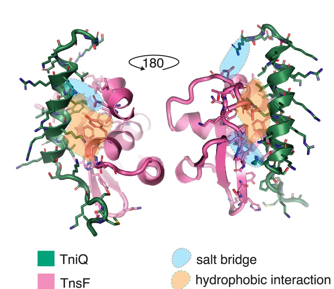 Open access visualization of Protein Structure, Chemical Structure, Molecular Details, Interaction Region, Docking Prediction