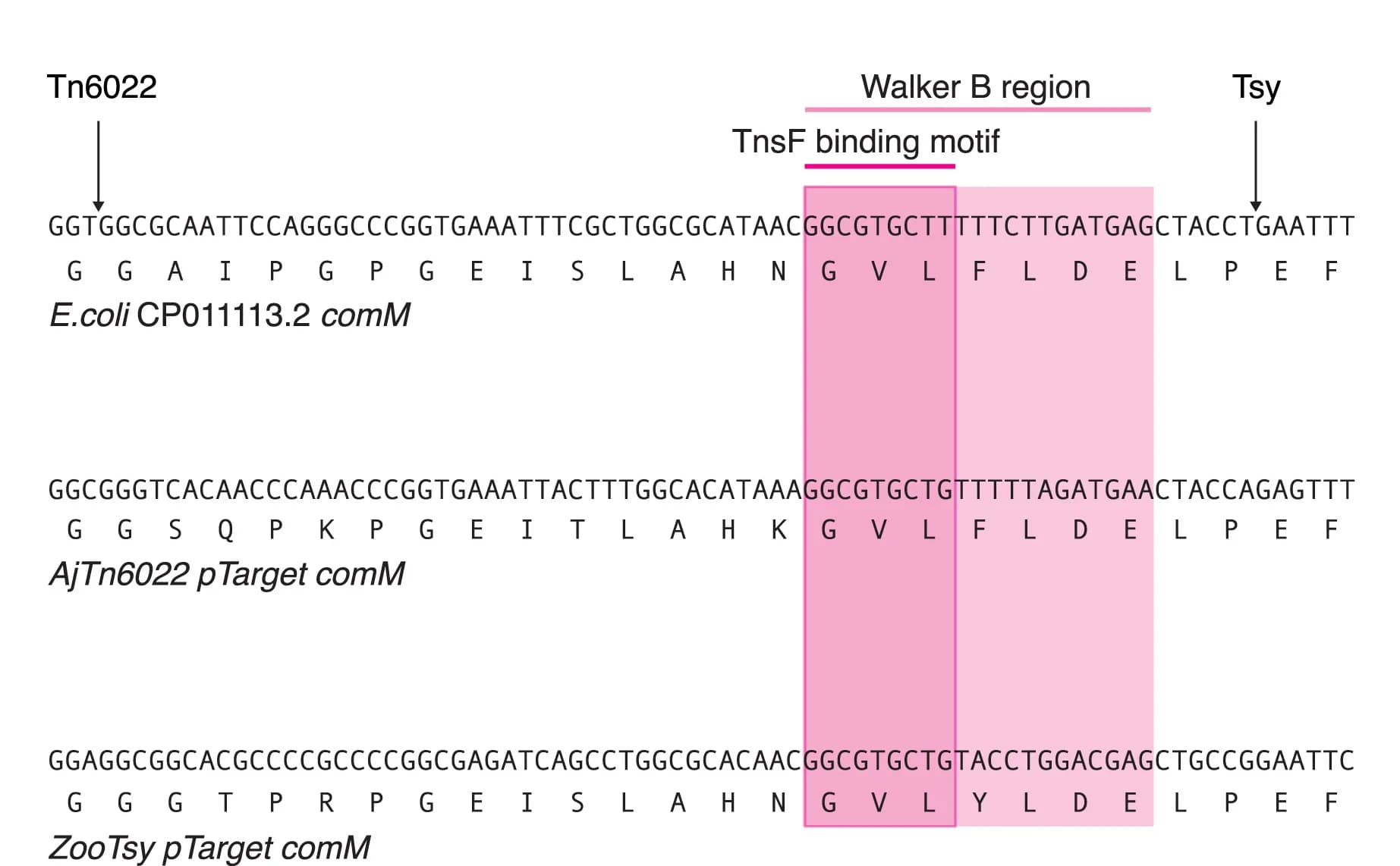 Open access visualization of Illustration, Insertion Sites, Tn6022, ZooTsy, E. Coli